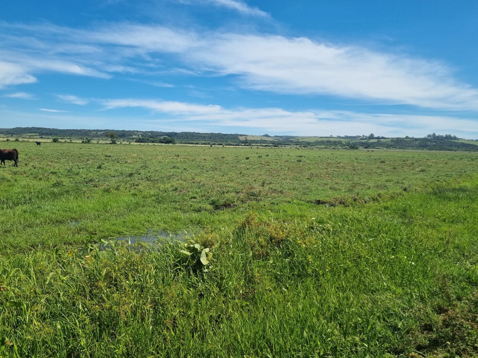 Fazenda de 262 Hectares em Viamão